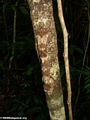 Uroplatus fimbriatus gecko on Nosy Mangabe [uroplatus_fimbriatus-212]