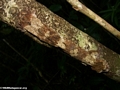Uroplatus fimbriatus gecko on Nosy Mangabe [uroplatus_fimbriatus-213]