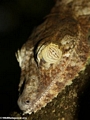 Uroplatus fimbriatus gecko on Nosy Mangabe [uroplatus_fimbriatus-214]