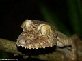 Uroplatus fimbriatus gecko on Nosy Mangabe [uroplatus_fimbriatus-215]