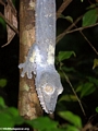 Uroplatus fimbriatus gecko on Nosy Mangabe [uroplatus_fimbriatus-2170]