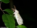 White moth (Nosy Mangabe)