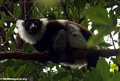 White ruffed lemur (Nosy Mangabe)