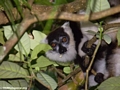 White ruffed lemur feeding on tamarind