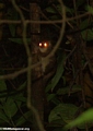 Avahi laniger (woolley lemur) (Nosy Mangabe)