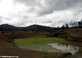 Rice fields between Andasibe and Tana (RN2) [RN2_rice-0109]
