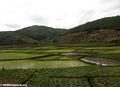 Rice fields between Andasibe and Tana (RN2) [RN2_rice-0111]