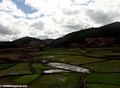Rice fields between Andasibe and Tana (RN2) [RN2_rice-0114]