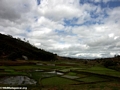 Rice fields between Andasibe and Tana (RN2) [RN2_rice-0121]