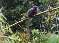 Grey Bamboo Lemur (Andasibe) [grey_bamboo_lemur0052]