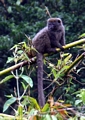 Grey Bamboo Lemur (Andasibe)