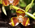 Orchid (Andasibe)