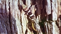 Juvenile Paroedura bastardi gecko (Lake Antafoky / Sept Lacs )