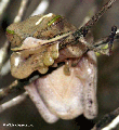 Boophis albilabris frog (Ranomafana N.P.)