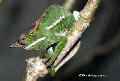 Furcifer willsii (Male) (Ranomafana N.P.)