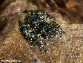 Mantidactylus lugubris frog (Ranomafana N.P.)