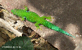 Phelsuma quadriocellata gecko  (Ranomafana N.P.)