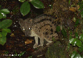 Striped Civet (Fossa fossana) (Ranomafana N.P.) [Striped_Civet_0187]