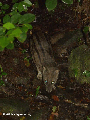 Striped Civet (Fossa fossana) (Ranomafana N.P.)
