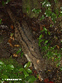Striped Civet (Fossa fossana) (Ranomafana N.P.) [Striped_Civet_0193]
