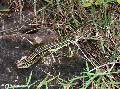 Zonosaurus ornatus lizard (Ranomafana N.P.)