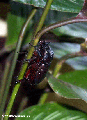 Beetle  (Ranomafana N.P.)