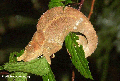 Calumma brevicornis (sleeping male) (Ranomafana N.P.)