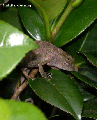 Calumma nasutus chameleon (Ranomafana N.P.)