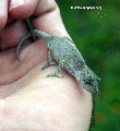 Calumma nasutus chameleon on hand (Ranomafana N.P.)