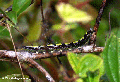 Caterpillar in Ranomafana National Park (Ranomafana N.P.)