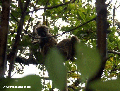 Grey Bamboo Lemur  (Ranomafana N.P.)