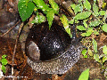 Land Snail  (Ranomafana N.P.)