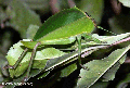 Leaf Insect  (Ranomafana N.P.)