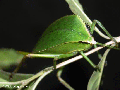 Leaf Insect  (Ranomafana N.P.)