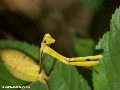 Mantid Yellow  (Ranomafana N.P.)