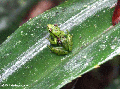 Mantidactylus pulcher frog
