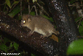 Microcebus rufus (Brown mouse lemur)  (Ranomafana N.P.)