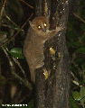 Microcebus rufus (Brown mouse lemur)  (Ranomafana N.P.) [microcebus_rufus_0198]