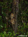 Microcebus rufus (Brown mouse lemur)  (Ranomafana N.P.)