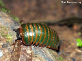 Pill Millipede (Green  color) (Ranomafana N.P.)