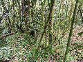 Moss and fern covered tree trunks in Ranomafana National Park (Ranomafana N.P.)