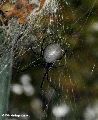 Spider  (Ranomafana N.P.)