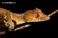 Uroplatus phantasticus gecko 