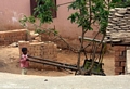 Child with zebu cart (Tana)