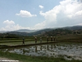 Rice fields of Malagasy highlands (RN7)