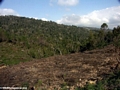 Deforestation in Madagascar (RN7)