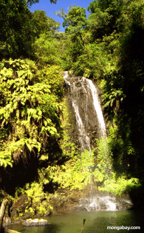 Waterfall in Montagne D'Ambre (Montagne d' Ambre)