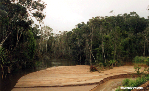 Madagascar forest creek (Andasibe)