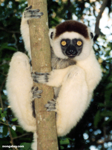 Verreaux's Sifaka 1997 (Berenty)