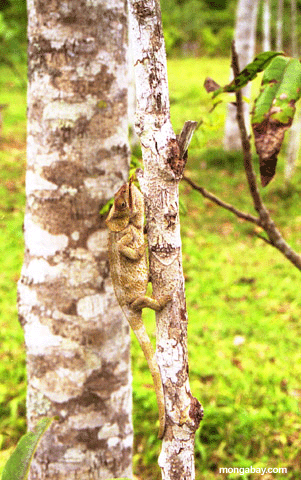 Gray Calumma brevicorne chameleon (Andasibe)